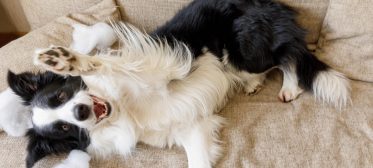 5 dicas para tirar cheiro de xixi de cachorro no sofá