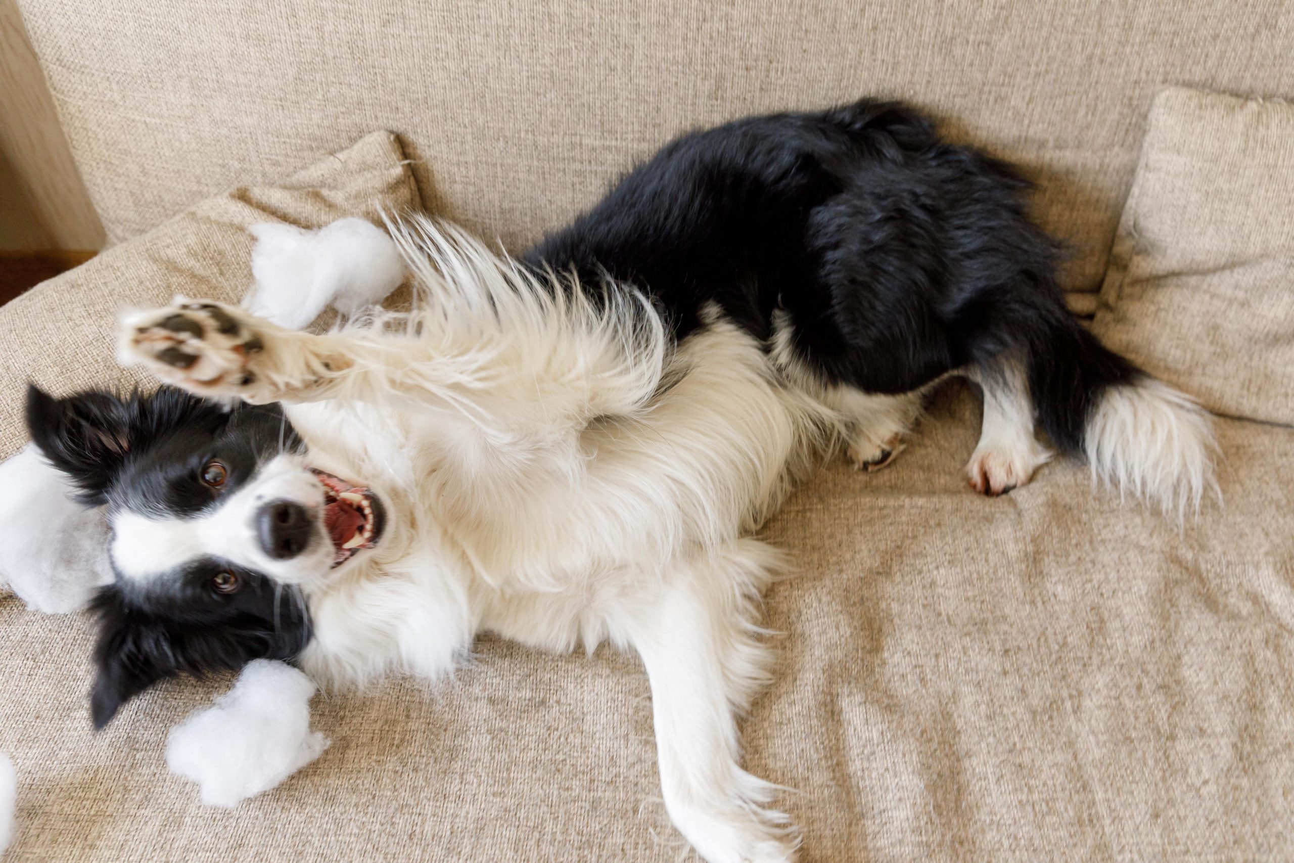 5 Dicas para Tirar Cheiro de Xixi de Cachorro no Sofá