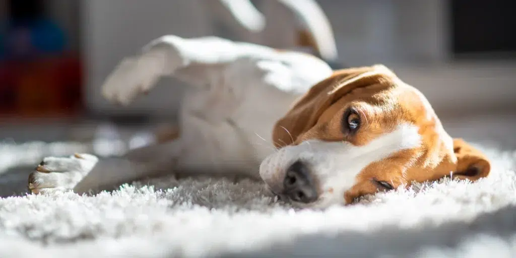 Cachorro da raça Beagle, nas cores marrom e branco, deitado em um tapete.