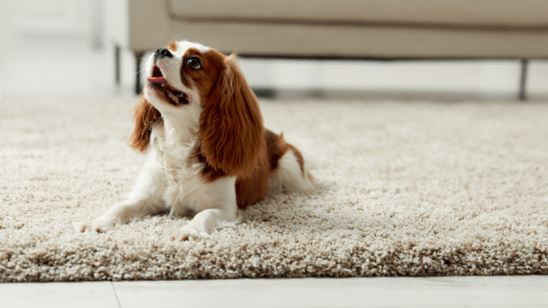 Tirar cheiro de cachorro de tapete